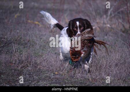 Leber und weißen arbeiten Art Englisch Springer Spaniel Haustier Jagdhund tragen ein Fasan Stockfoto