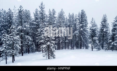 Schneebedeckte Nadelbäume in der Nähe von McCall im südlichen Idaho. Stockfoto