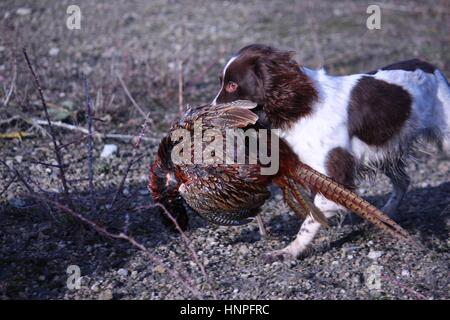 Leber und weißen arbeiten Art Englisch Springer Spaniel Haustier Jagdhund tragen ein Fasan Stockfoto