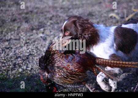 Leber und weißen arbeiten Art Englisch Springer Spaniel Haustier Jagdhund tragen ein Fasan Stockfoto