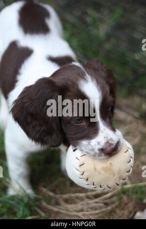 junge Arbeit Art Englisch Springer Spaniel Welpen spielen mit einem ball Stockfoto