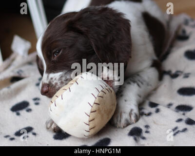 junge Arbeit Art Englisch Springer Spaniel Welpen spielen mit einem ball Stockfoto