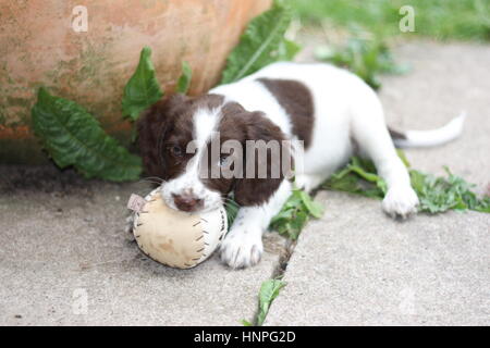 junge Arbeit Art Englisch Springer Spaniel Welpen spielen mit einem ball Stockfoto