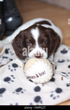 junge Arbeit Art Englisch Springer Spaniel Welpen spielen mit einem ball Stockfoto