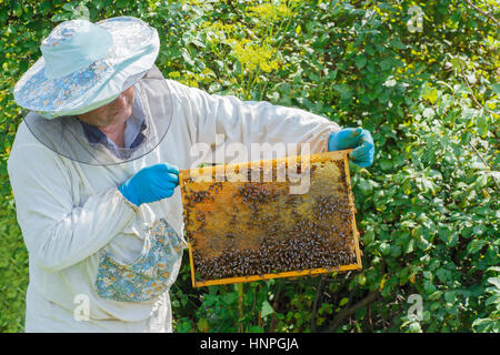 Imker halten ein voller Bienen Waben. Imker-Mann arbeitet mit einem Rahmen voller Bienen. Imker hält Rahmen mit Waben. Imker in protec Stockfoto
