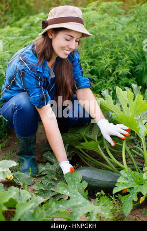 Frau halten Zucchini in Hand auf Feld. Gärtner mit Zucchini im Garten. Ernte. Junglandwirt Zucchini ernten. Fröhliches junges Mädchen mit Zucchini. Gir Stockfoto