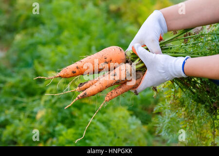 Bund Karotten in der hand mit weichen Hintergrund. Frisch geerntete Möhren aus dem Garten. Nur nahm frische Bio Karotte. Ernte. Ernte zu sammeln Stockfoto