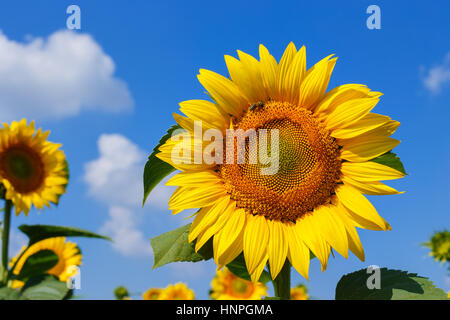 Sonnenblumenfeld. Sonnenblume mit blauen Himmel und Wolken. Sommer Hintergrund, leuchtend gelbe Sonnenblumen über blauen Himmel. Landschaft mit Sonnenblumen Feld über clo Stockfoto
