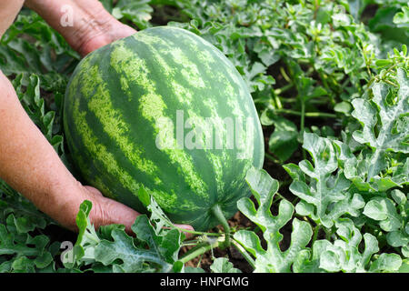 Hände der Frau mit Wassermelone im Garten wächst. Organischen Wassermelone im Garten wächst. Ernte. Bäuerin Ernte. Gesunde Ernährung. Reife watermel Stockfoto
