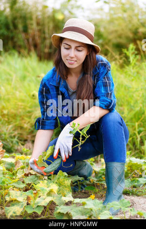 Mädchen-Bauer Gurke im Garten pflücken. Gärtner-Frau mit frischen Bio-Gurken im Garten. Ernte. Frau im Feld Gurken ernten. Stockfoto