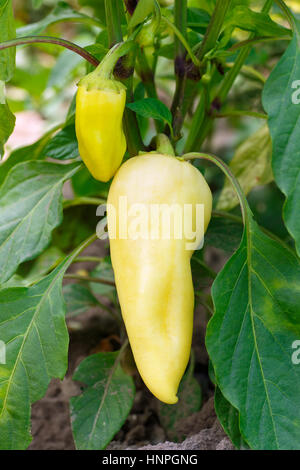 gelbe Paprika im Garten wächst. Paprika Busch im Hof hängen. Gelbe Paprika Pflanze oder Paprika Stockfoto