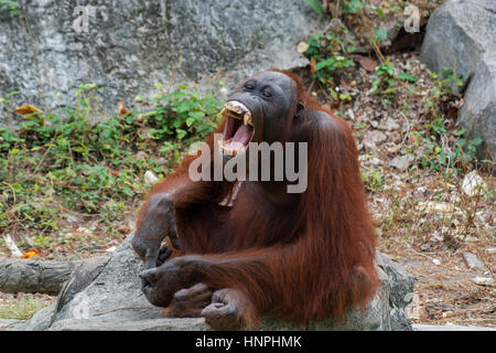 Orang-Utan mit offen Mund zeigen Eckzähne. Stockfoto