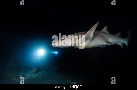 Bonnethead Haifisch-Jagd bei Nacht, Taucher mit Fackeln auf Hintergrund Stockfoto