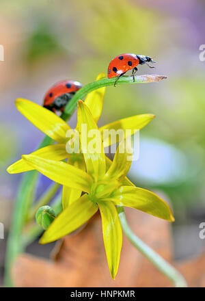 rote Marienkäfer auf gelben Blüten im Sommer isoliert Stockfoto