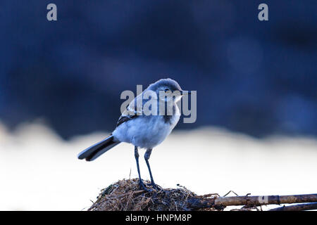kleiner grauer Vogel und kalten Morgen, jung, Greenhorn, Wildvögel, Insektenfresser Stockfoto
