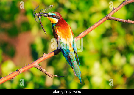 regenbogenfarbenen Vogel mit Insekt Libelle in seinen Schnabel, tropische Vögel, wunderschöne Vögel, Wildnis, schöne Stockfoto