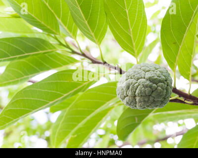 Frischer Zucker Apfel wächst auf einem Baum Stockfoto