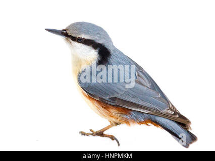 Eurasische Kleiber oder Holz Kleiber (Sitta Europaea) Vogel auf einem weißen Hintergrund Stockfoto