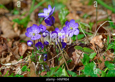 Anemone Hepatica, auch bekannt als gemeinsame Leberblümchen, Lebermoos, Kidneywort oder Abel. Hier zu sehen auf dem Waldboden. Stockfoto