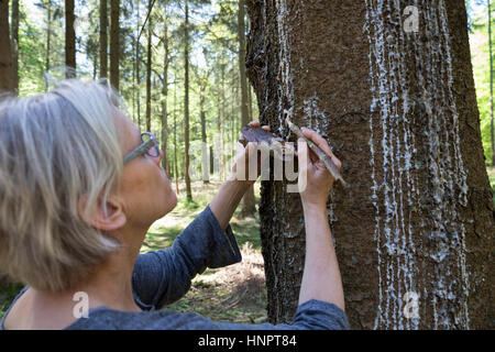 fichten-harz-baumharz-harz-fichtenharz-harzernte-harz-sammeln