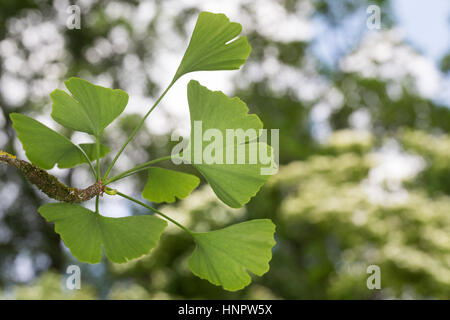 Ginkgo, Mädchenhaarbaum, Fächertanne, Blatt, Blätter, Ginkgo Biloba, tausend Baum, Arbre Aux Quarante Écus, Ginko, Ginko Stockfoto