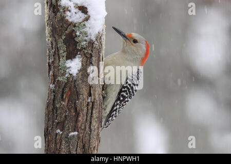 Eine weibliche Rotbauch Specht hocken im Winter Schneesturm Stockfoto