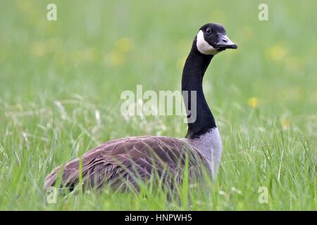 Kanada-Gans in eine Wildblumenwiese im Frühjahr Weiden Stockfoto