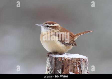 Winter Carolina Wren Thryothorus sich Stockfoto