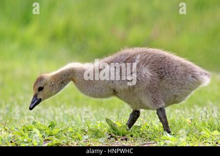 Eine Kanadagans Gosling grasen auf einer Wiese im Frühling Stockfoto