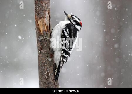 Eine männliche Dunenspecht (Picoides Pubescens) im Winter Schneesturm Stockfoto