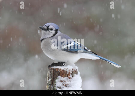 Ein Blauhäher (Cyanocitta Cristata) hocken in einem Winter Schneesturm. Stockfoto