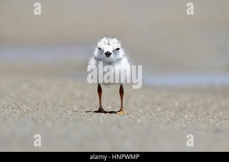 Eine Rohrleitung Regenpfeifer Küken (Charadrius Melodus) stehen am Strand Stockfoto