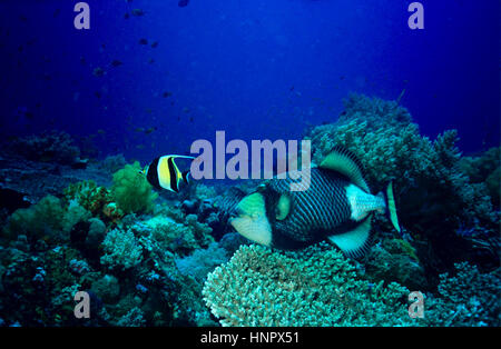 Auf der rechten Seite ein Drückerfisch (Balistoides Viridescens). Beim nisten, diese Art ist sehr aggressiv und greift sich nähernden Fisch. Ägyptischen Roten Meer. Stockfoto