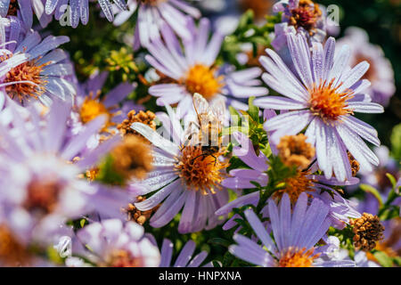 Bild schöne violette Blume und Biene Stockfoto