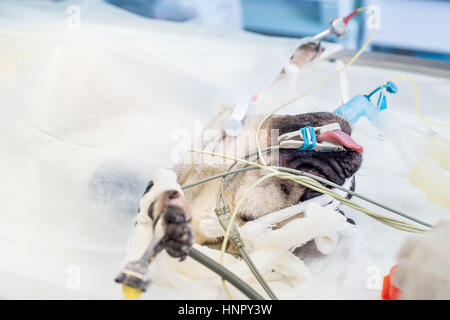 Nahaufnahme von narkotisierten Hund Kopf während der Operation Stockfoto