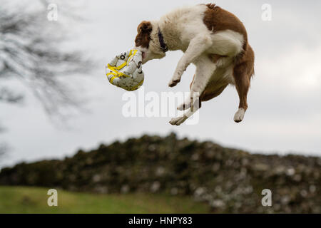 Border-Collie-Schäferhund springen in der Luft um einen Fußball zu fangen. Stockfoto