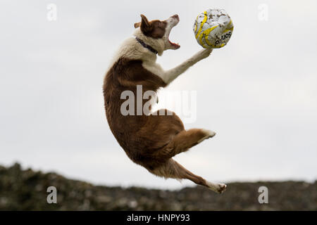 Border-Collie-Schäferhund springen in der Luft um einen Fußball zu fangen. Stockfoto