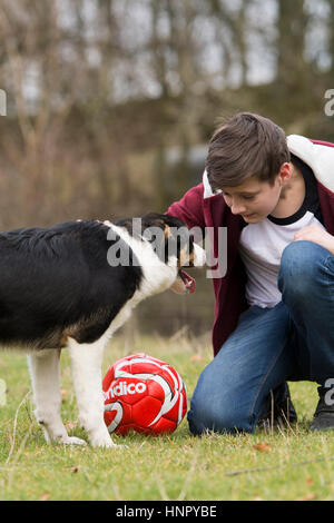 Teenager-Jungen streicheln ein Border-Collie-Schäferhund in Feld. North Yorkshire, UK. Stockfoto