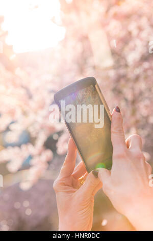 Frau, die ein Foto auf ihrem Mobiltelefon die Cherry Blossom in Oozells Square, Brindleyplace, Birmingham Stockfoto