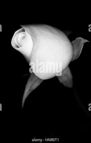 Schwarz / weiß Blume.  Schwarzer Hintergrund. Weisse rose. Stockfoto