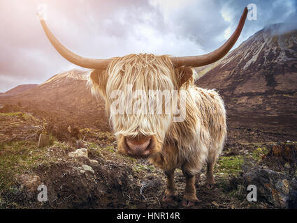 Schottland, UK - Porträt von Hochlandrindern auf die Glamaig Berge auf Isle Of Skye Stockfoto