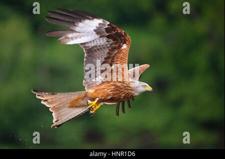 Milvus Milvus, Roter Milan, Rotmilan, Rotmilan, Roter Milan Stockfoto