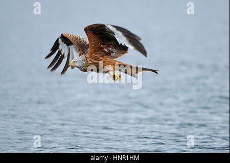 Milvus Milvus, Roter Milan, Rotmilan, Rotmilan, Roter Milan Stockfoto