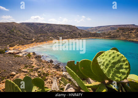 Malta - riesigen Kaktus am Ghajn Tuffieha sandigen Strand mit blauen Himmel und grüne kristallklarem Meerwasser Stockfoto