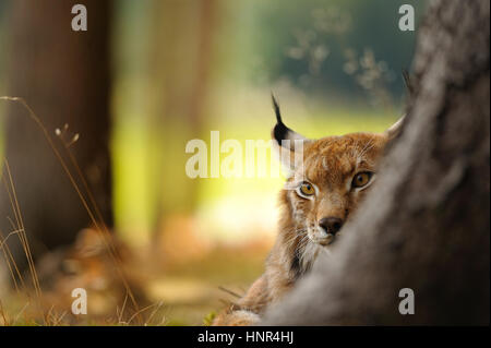 Eurasischer Luchs Hidding hinter Baumstamm im Herbst Stockfoto