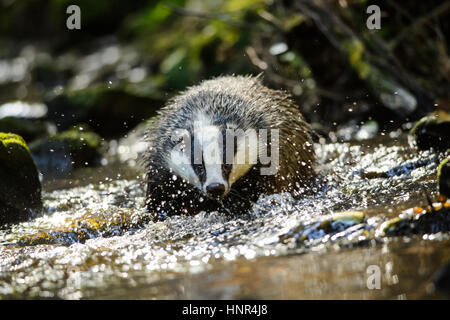 Europäischer Dachs zu Fuß in den Wald strem Stockfoto