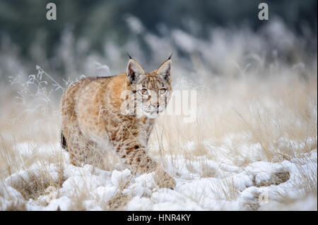Eurasischer Luchs Cub zu Fuß auf Schnee mit hohen gelben Grases auf Hintergrund. Kalte Jahreszeit. Freezy Wetter. Stockfoto