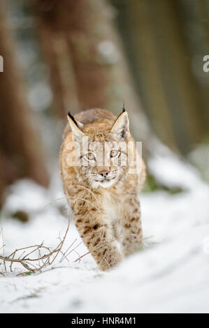 Eurasischer Luchs Cub auf Schnee im Wald wandern. Frieren Sie die kalte Jahreszeit. Stockfoto