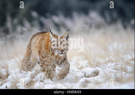 Eurasischer Luchs Cub zu Fuß auf Schnee mit hohen gelben Grases auf Hintergrund. Kalte Jahreszeit. Freezy Wetter. Stockfoto