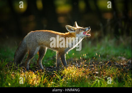 Rotfuchs im Wald mit Hintergrundbeleuchtung mit offenem Mund und lecken es selbst beim Nachschlagen Stockfoto